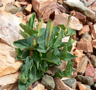 Aristolochia paucinervis Pomel [3/8]