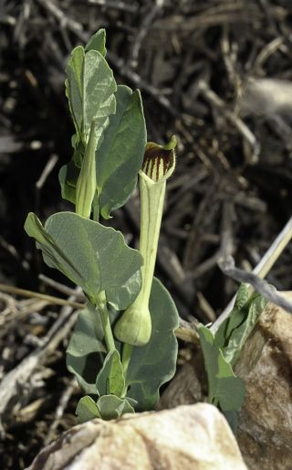 Aristolochia paucinervis Pomel [4/8]