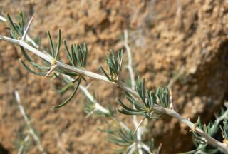Asparagus albus L. [7/10]
