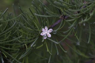 Asparagus albus L. [10/10]