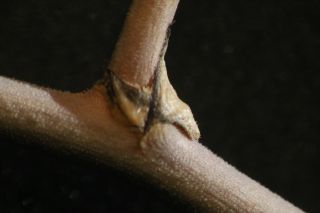 Asparagus altissimus Munby [11/13]