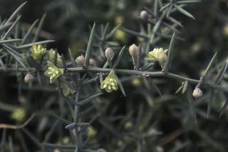 Asparagus aphyllus L. [4/5]