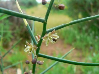Asparagus horridus L.fil. [5/13]