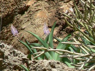 Autonoë latifolia (Willd. ex Schult.fil.) Speta [3/13]