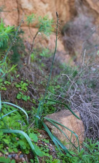 Dipcadi serotinum subsp. fulvum (Cav.) Maire & Weiller [1/4]