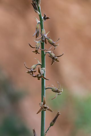 Dipcadi serotinum subsp. fulvum (Cav.) Maire & Weiller [2/4]