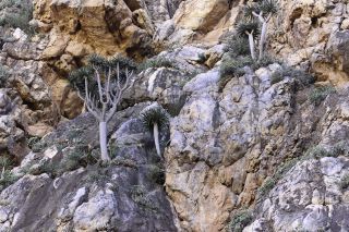 Dracaena draco L. subsp. ajgal Benabid & Cuzin [4/16]