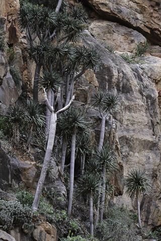 Dracaena draco L. subsp. ajgal Benabid & Cuzin [11/16]