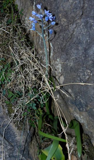 Hyacinthoides flahaultiana (Emb.) Dobignard [2/6]