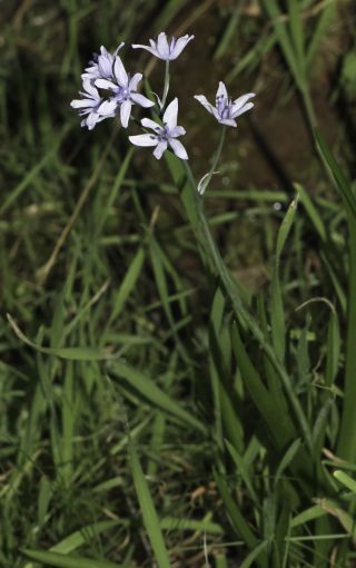 Hyacinthoides flahaultiana (Emb.) Dobignard [5/6]