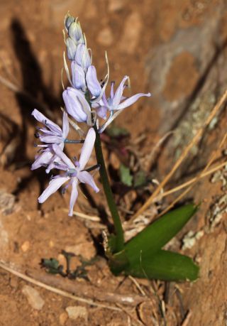 Hyacinthoides flahaultiana (Emb.) Dobignard [7/7]