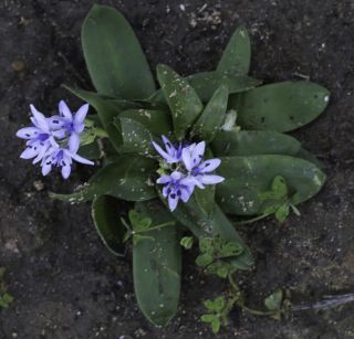 Hyacinthoides lingulata (Poir.) Rothm. [7/7]