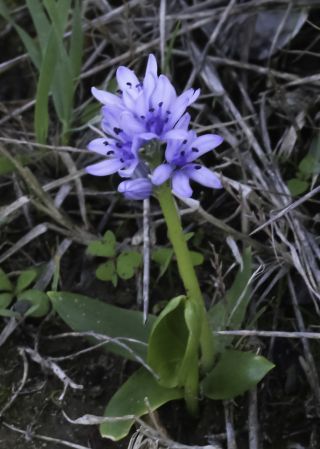 Hyacinthoides lingulata (Poir.) Rothm. [4/7]