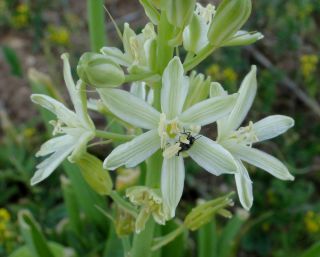 Ornithogalum narbonense L. [6/7]