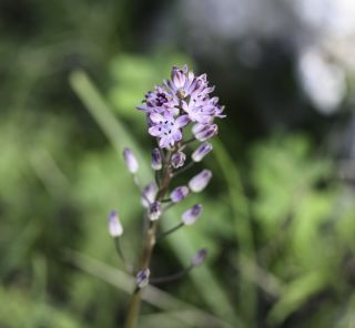Prospero autumnale (L.) Speta subsp. autumnale [4/4]