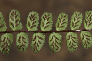 Asplenium trichomanes L. subsp. quadrivalens D.E. Meyer [7/7]