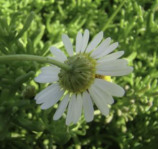 Aaronsohnia pubescens subsp. maroccana (Ball) Förther & Podlech [9/9]