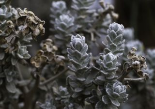 Achillea maritima (L.) Ehrend. & Y. P. Guo [5/8]