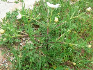 Anacyclus radiatus Loisel subsp. coronatus (Murb.) Humphries [2/7]