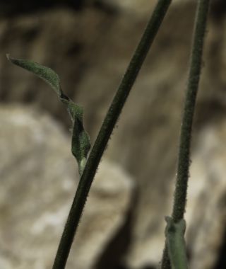 Andryala integrifolia subsp. cedretorum (Maire) Sauvage [3/6]