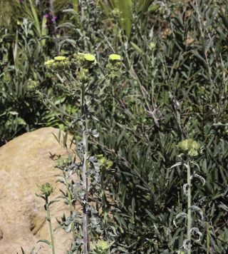 Andryala integrifolia  subsp. corymbosa (Lam.) M. Z. Ferreira, Alv. Fern. & M. Seq. [1/8]