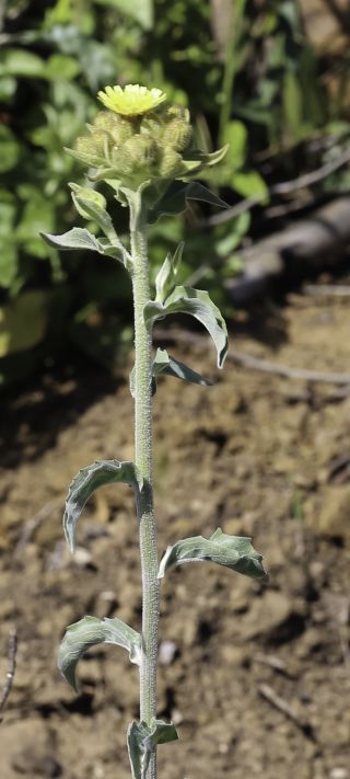 Andryala integrifolia  subsp. corymbosa (Lam.) M. Z. Ferreira, Alv. Fern. & M. Seq. [3/8]