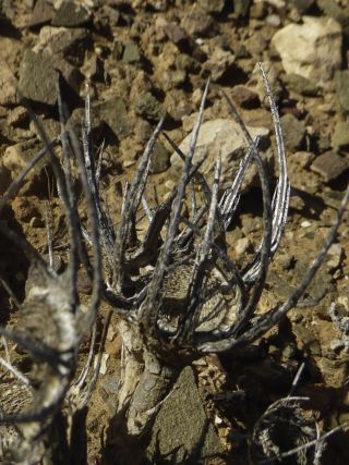 Anvillea  platycarpa (Maire) Anderb. [6/10]