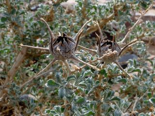 Anvillea garcinii subsp. radiata (Coss. & Durieu) Anderb. [10/13]
