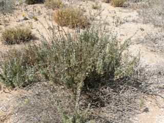 Artemisia arborescens L. [1/2]