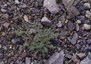 Artemisia atlantica Cosson & Durieu var. maroccana Maire [2/14]