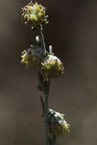 Artemisia atlantica Cosson & Durieu var. maroccana Maire [7/14]