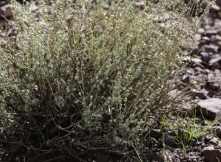 Artemisia atlantica Cosson & Durieu var. maroccana Maire [11/14]