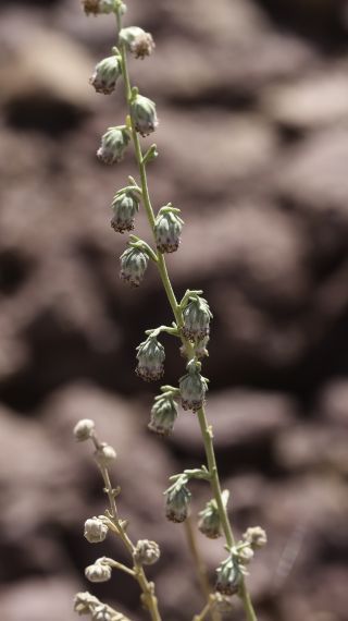 Artemisia atlantica Cosson & Durieu var. maroccana Maire [12/14]