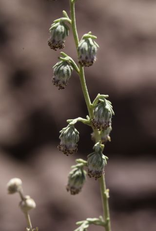Artemisia atlantica Cosson & Durieu var. maroccana Maire [13/14]