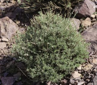 Artemisia atlantica Cosson & Durieu var. maroccana Maire [1/14]