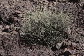 Artemisia atlantica Cosson & Durieu var. maroccana Maire [3/14]