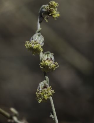 Artemisia atlantica Cosson & Durieu var. maroccana Maire [4/14]