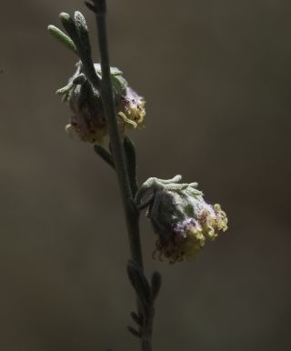 Artemisia atlantica Cosson & Durieu var. maroccana Maire [6/14]