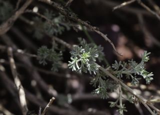 Artemisia atlantica Cosson & Durieu var. maroccana Maire [10/14]
