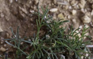 Artemisia campestris L. subsp. glutinosa (Besser) Batt. [3/14]