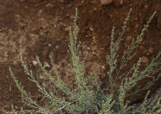 Artemisia campestris L. subsp. glutinosa (Besser) Batt. [5/14]