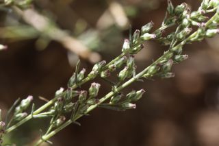 Artemisia campestris L. subsp. glutinosa (Besser) Batt. [9/14]