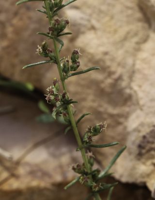 Artemisia campestris L. subsp. glutinosa (Besser) Batt. [10/14]