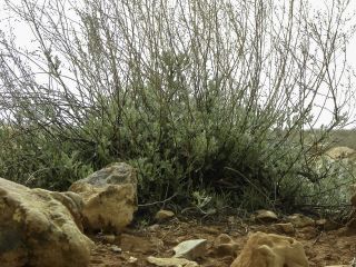 Artemisia campestris L. subsp. glutinosa (Besser) Batt. [14/14]