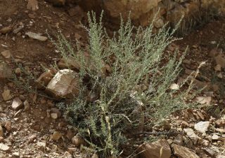 Artemisia campestris L. subsp. glutinosa (Besser) Batt. [1/14]