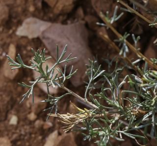 Artemisia campestris L. subsp. glutinosa (Besser) Batt. [2/14]