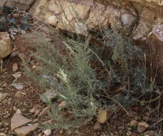 Artemisia campestris L. subsp. glutinosa (Besser) Batt. [4/14]