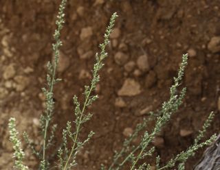 Artemisia campestris L. subsp. glutinosa (Besser) Batt. [6/14]