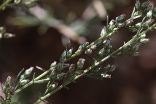 Artemisia campestris L. subsp. glutinosa (Besser) Batt. [7/14]