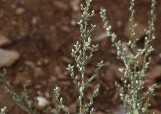 Artemisia campestris L. subsp. glutinosa (Besser) Batt. [8/14]